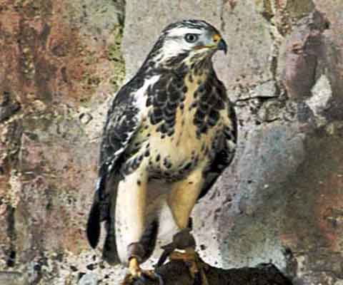 Mäusebussard